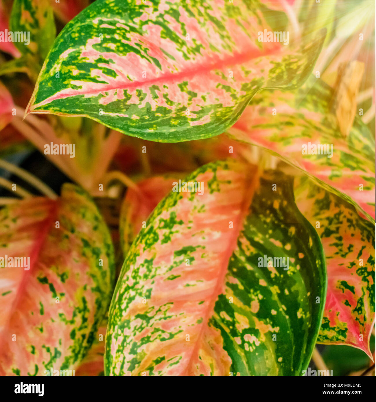 Leaf beautiful stripes of Chinese Evergreen Stock Photo