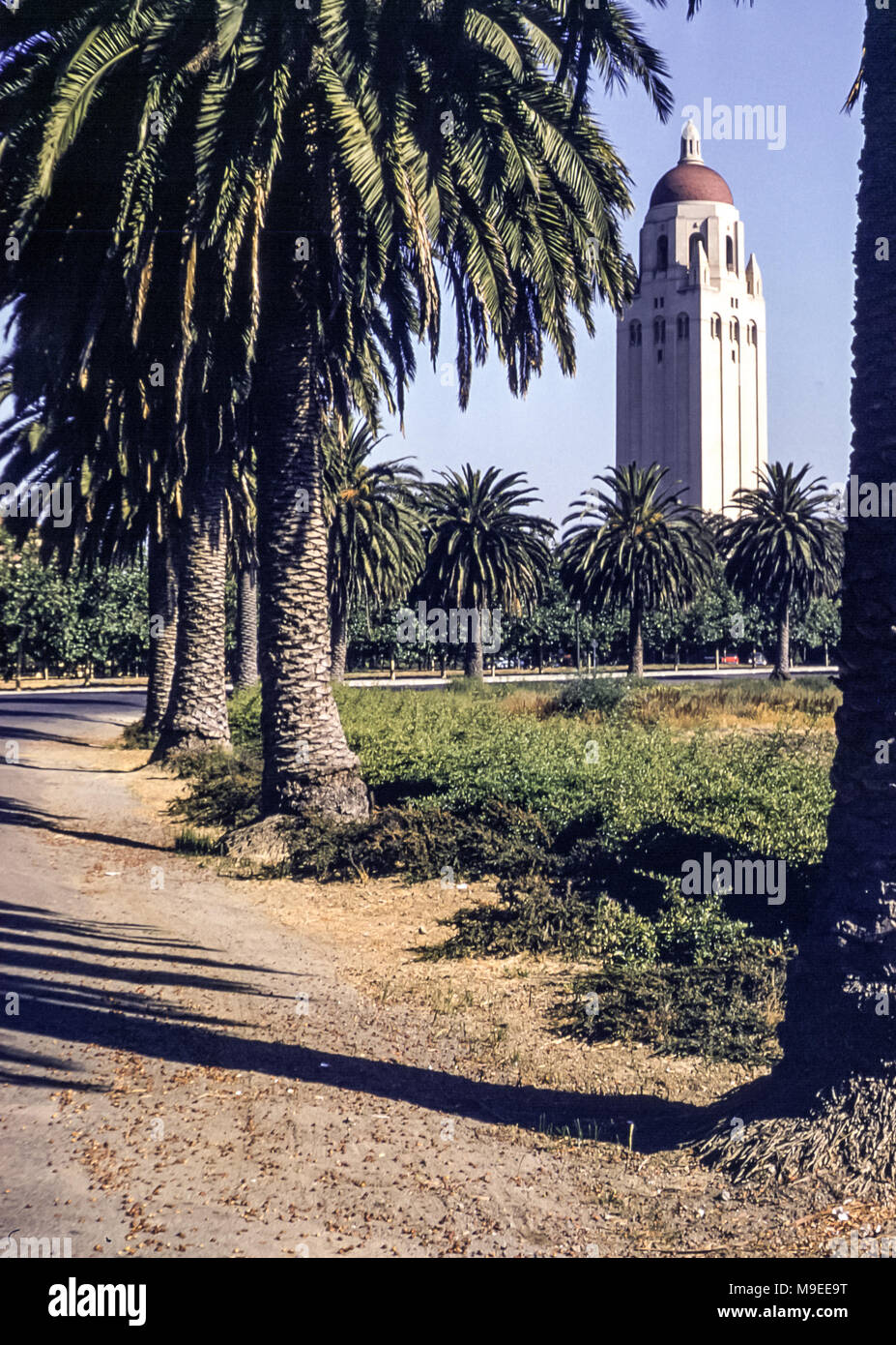 View of Hoover Tower, Stanford University, San Jose, California, USA, with palm tree lined road in 1950s Stock Photo