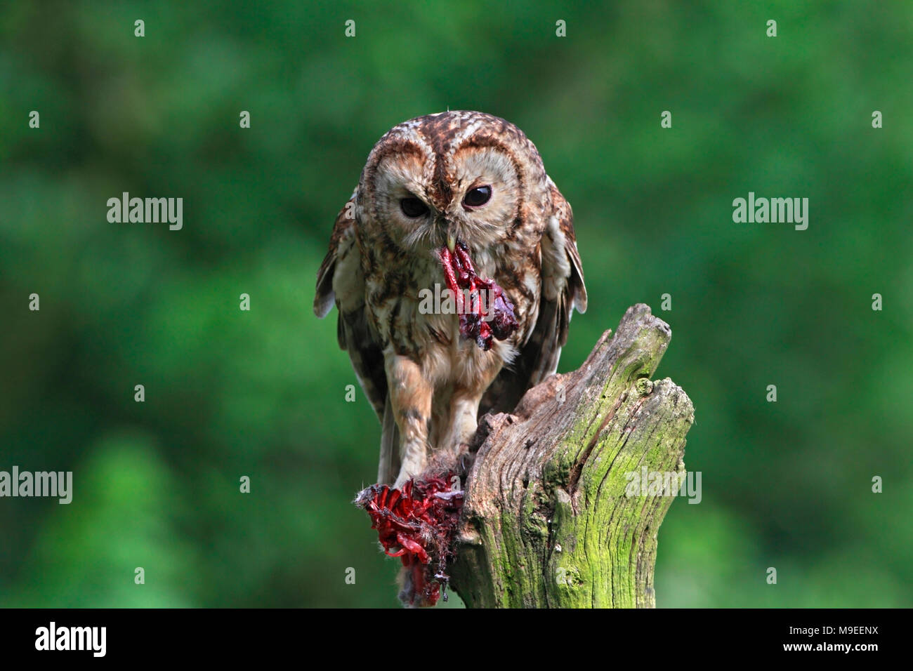 TAWNY OWL (Strix aluco) feeding on rabbit Stock Photo Alamy
