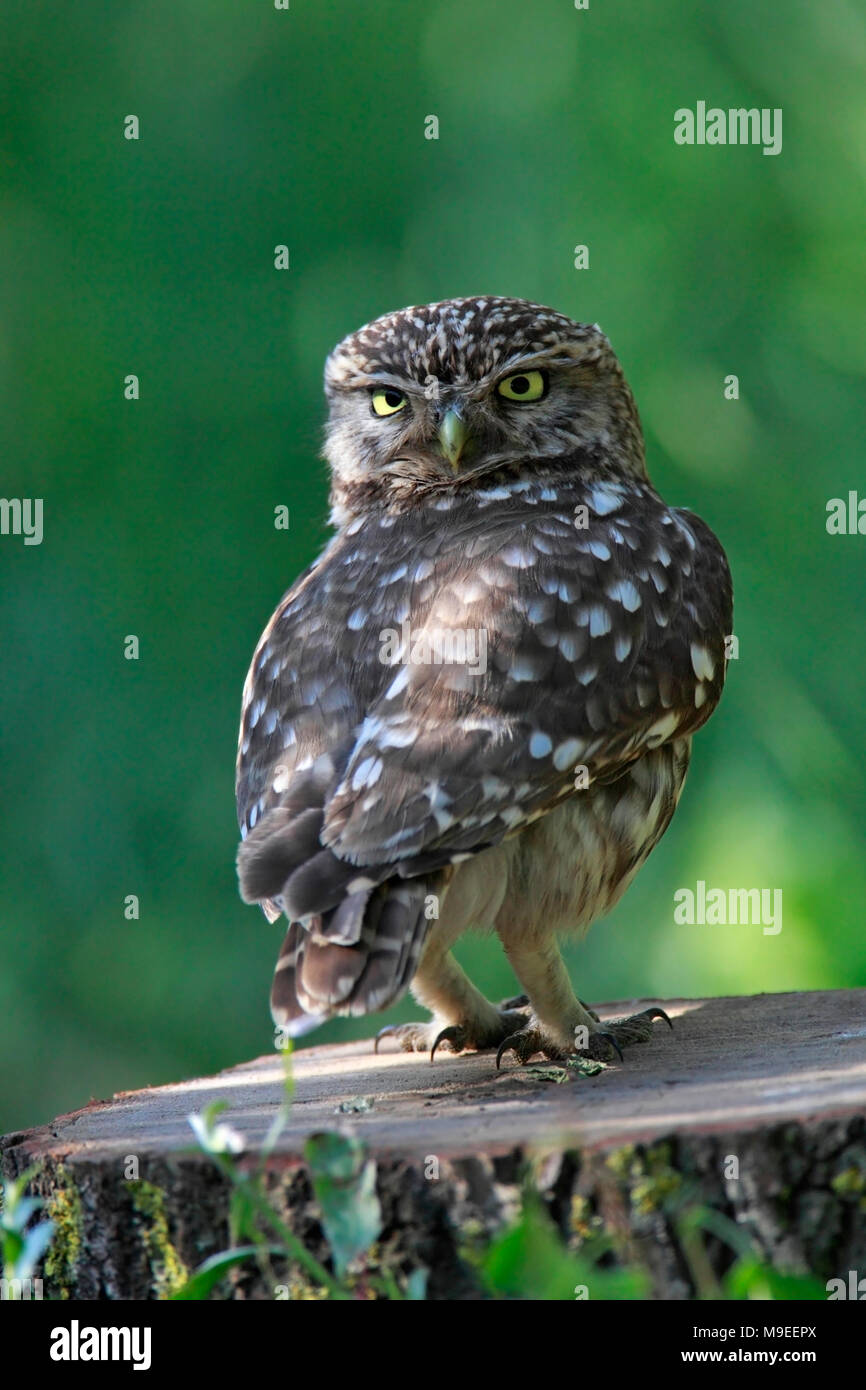 LITTLE OWL (Athene noctua Stock Photo Alamy