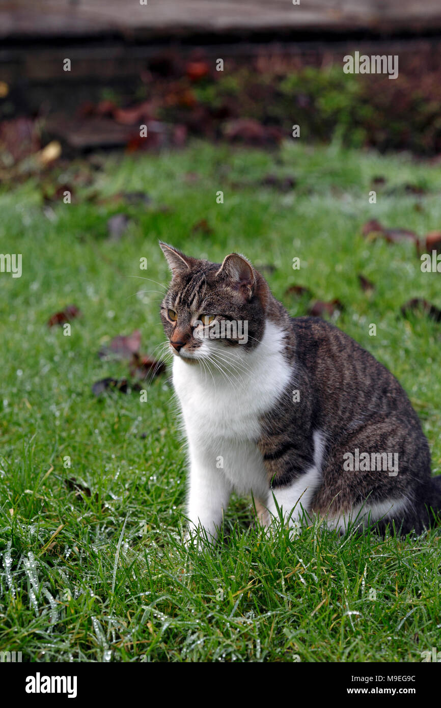 tabby and white cat, moggy in the garden. Stock Photo