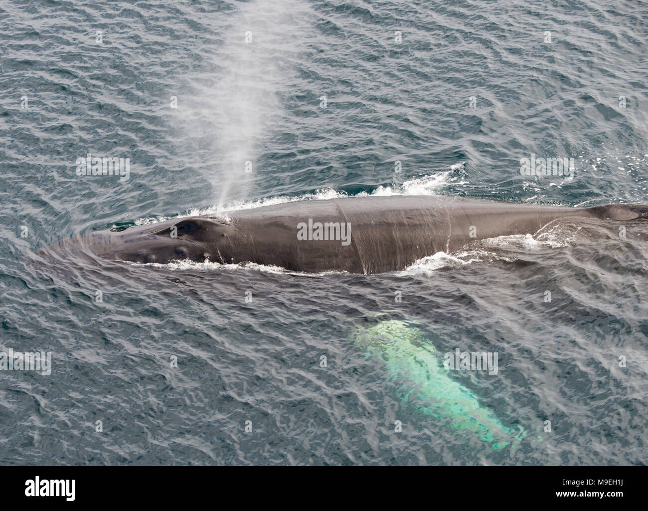 A Humpback Whale (Megaptera novaeangliae) surfacing in the Southern ...