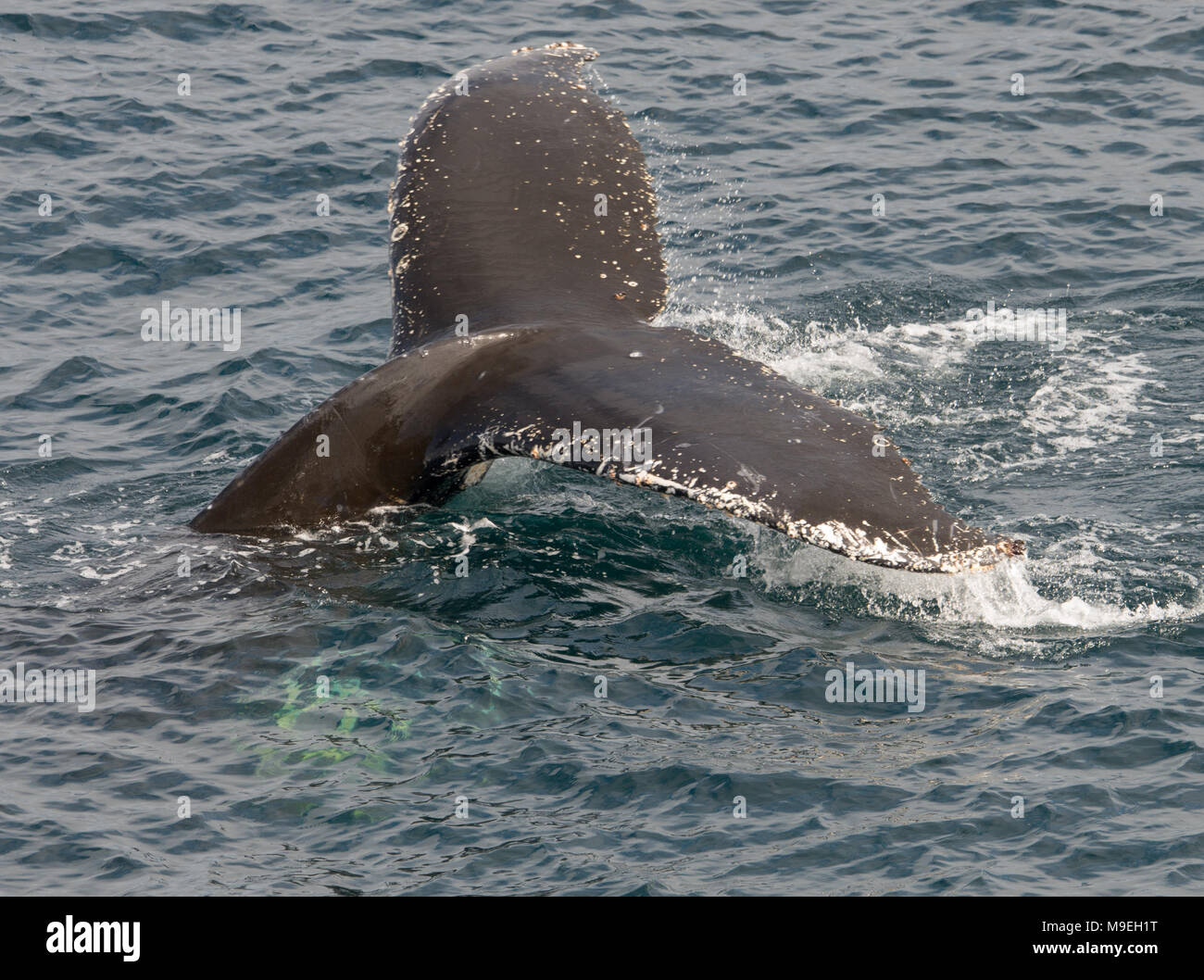 A Humpback Whale (Megaptera novaeangliae) diving into the Southern ...