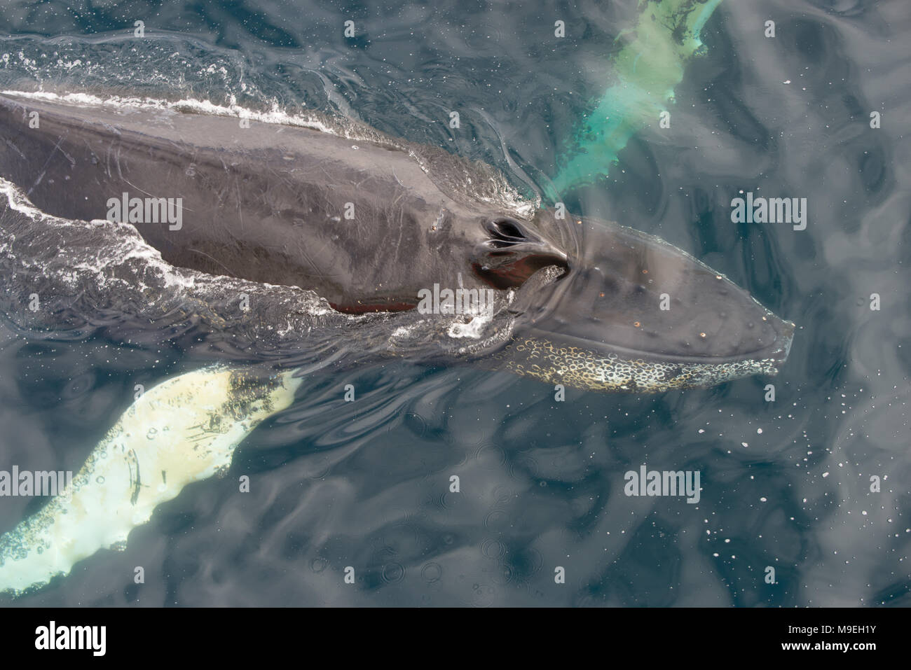 A Humpback Whale (Megaptera novaeangliae) very close to the surface in Antarctica Stock Photo