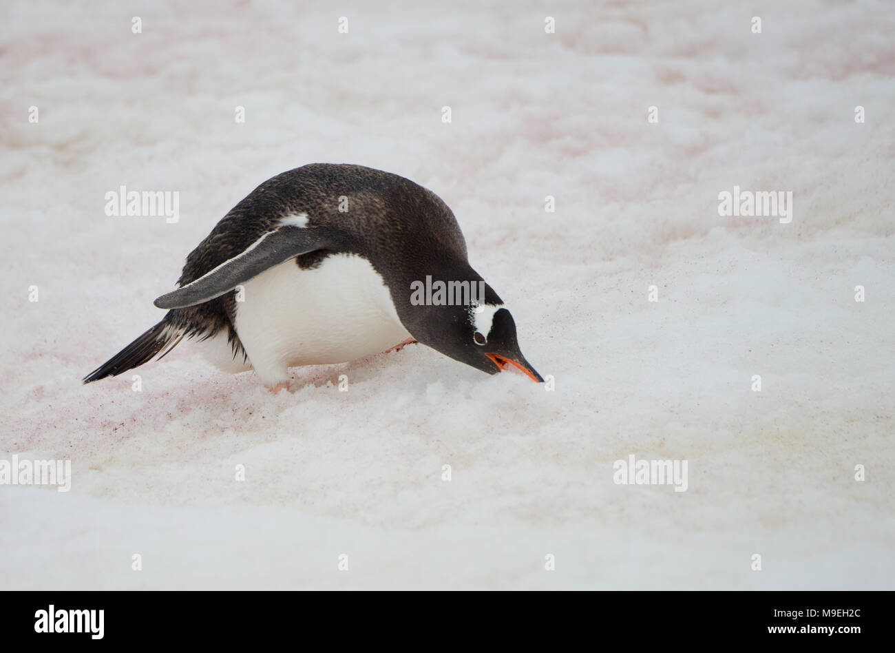 Penguin antarctica eating hi-res stock photography and images - Alamy