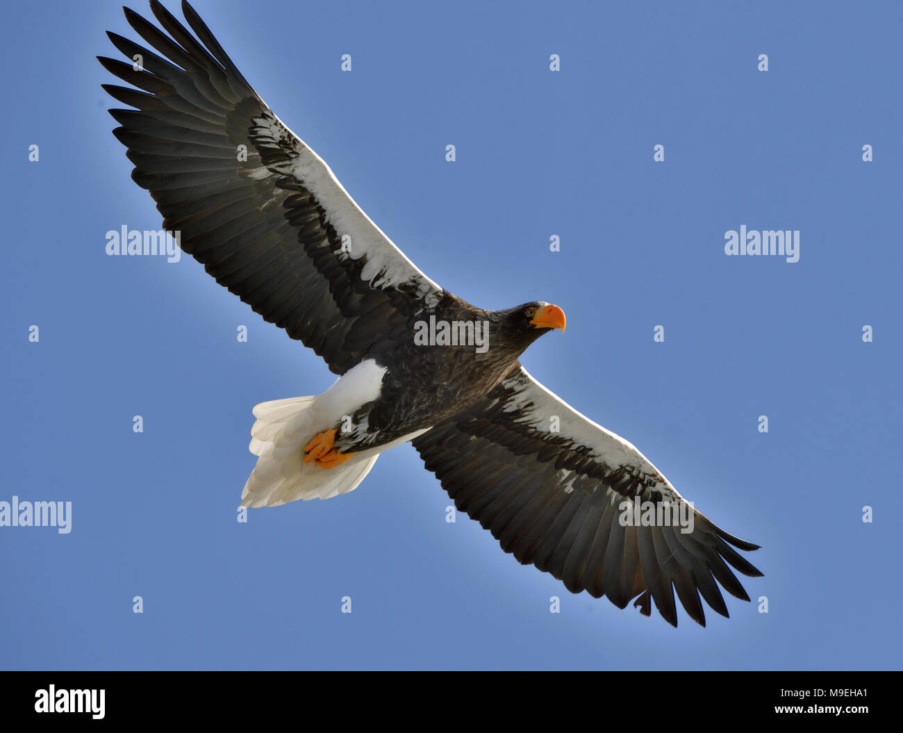 Soaring Steller's sea eagle. Blue sky background. Adult Steller's sea eagle (Scientific name: Haliaeetus pelagicus). Stock Photo
