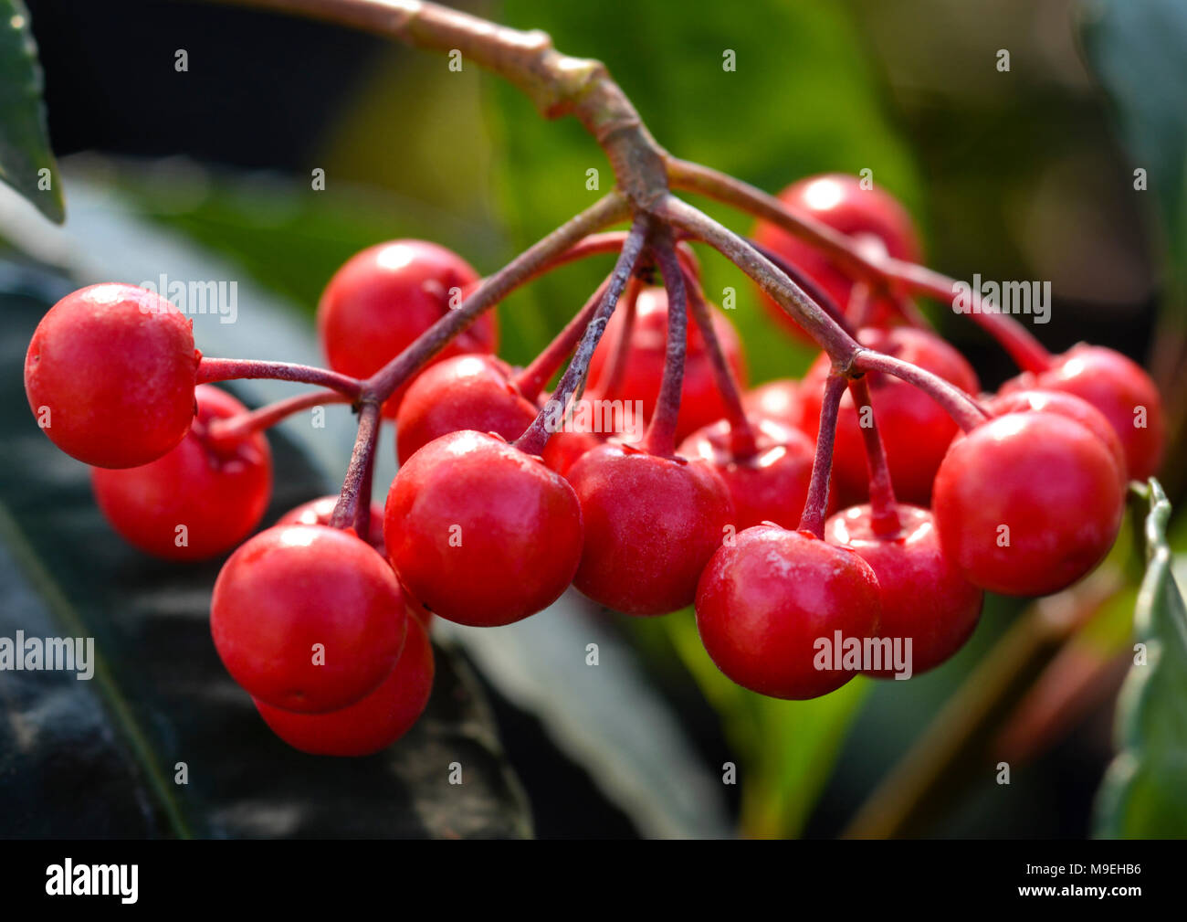 Ardisia crenata-Coral Berry-1 Stock Photo