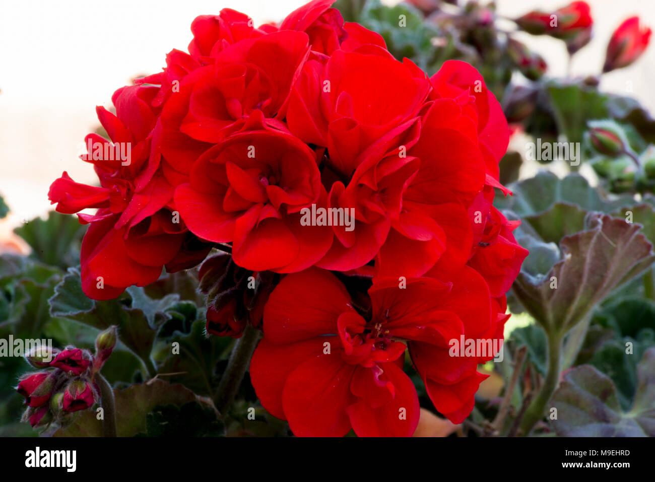 Macro photography of a geranium of a red color Stock Photo
