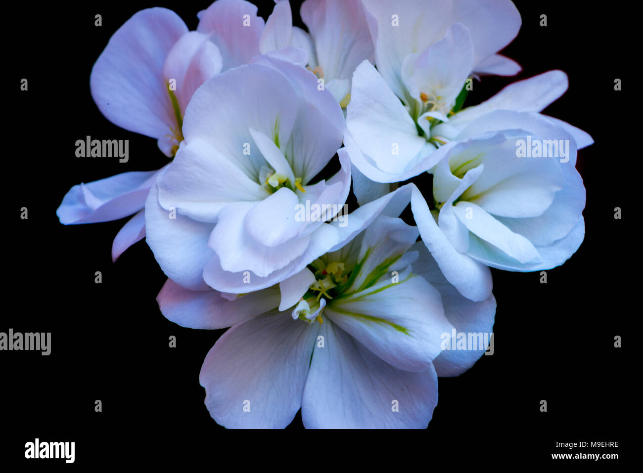 Macro photography of a geranium of a white color Stock Photo