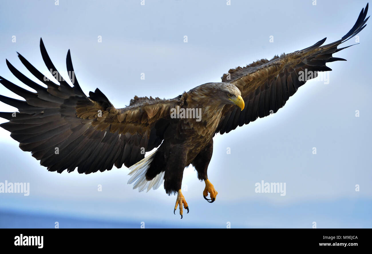 Adult White-tailed eagle in flight. Blue sky background. Scientific name: Haliaeetus albicilla, also known as the ern, erne, gray eagle, Eurasian sea  Stock Photo