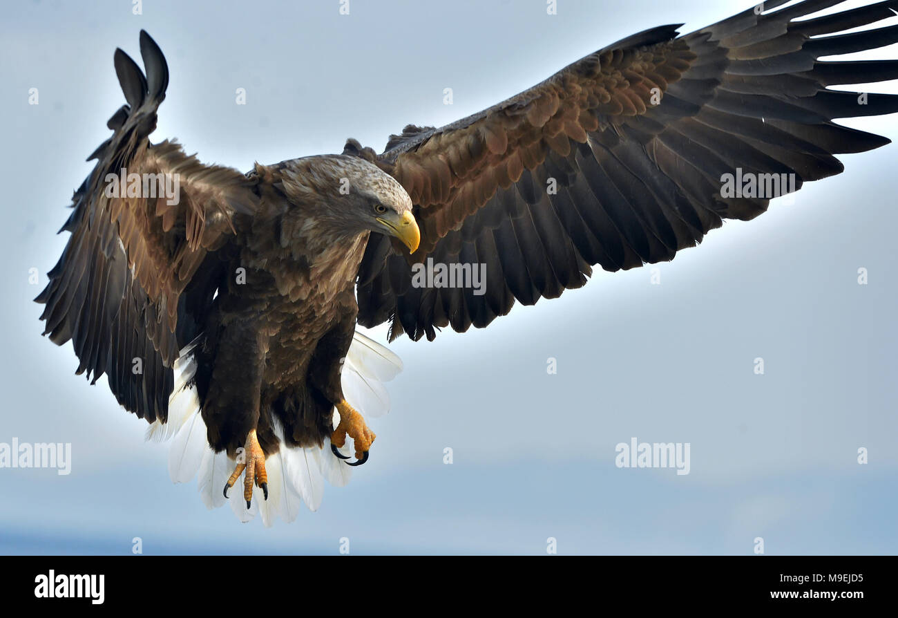 Adult White-tailed eagle in flight. Blue sky background. Scientific name: Haliaeetus albicilla, also known as the ern, erne, gray eagle, Eurasian sea  Stock Photo