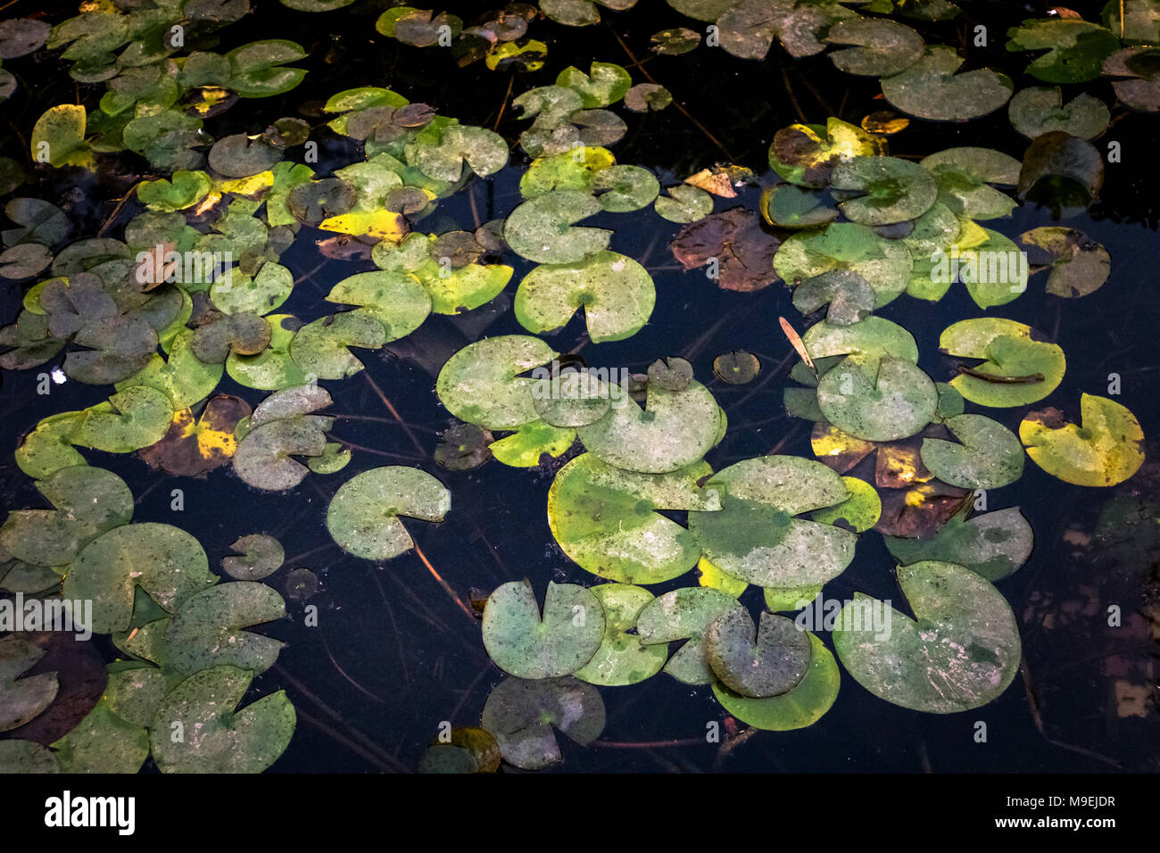 Yellow and green water flowers. Nuphar Lutea Stock Photo