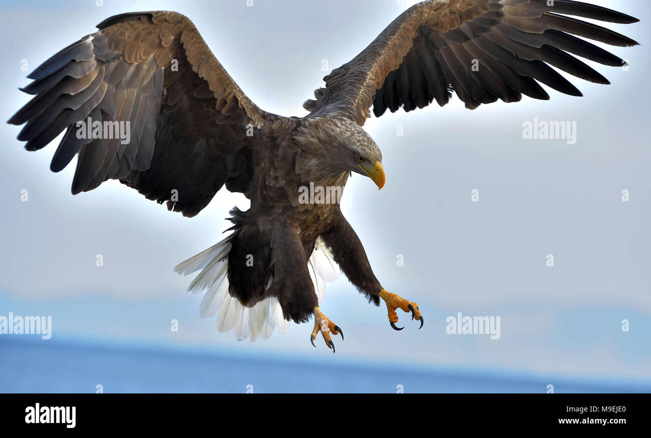 Adult White-tailed eagle in flight. Blue sky background. Scientific name: Haliaeetus albicilla, also known as the ern, erne, gray eagle, Eurasian sea  Stock Photo