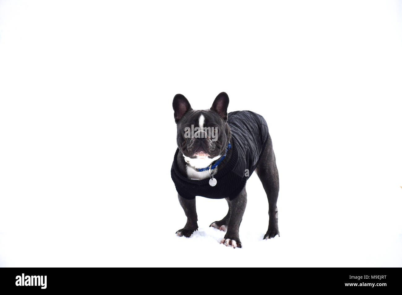 bulldog winter jacket