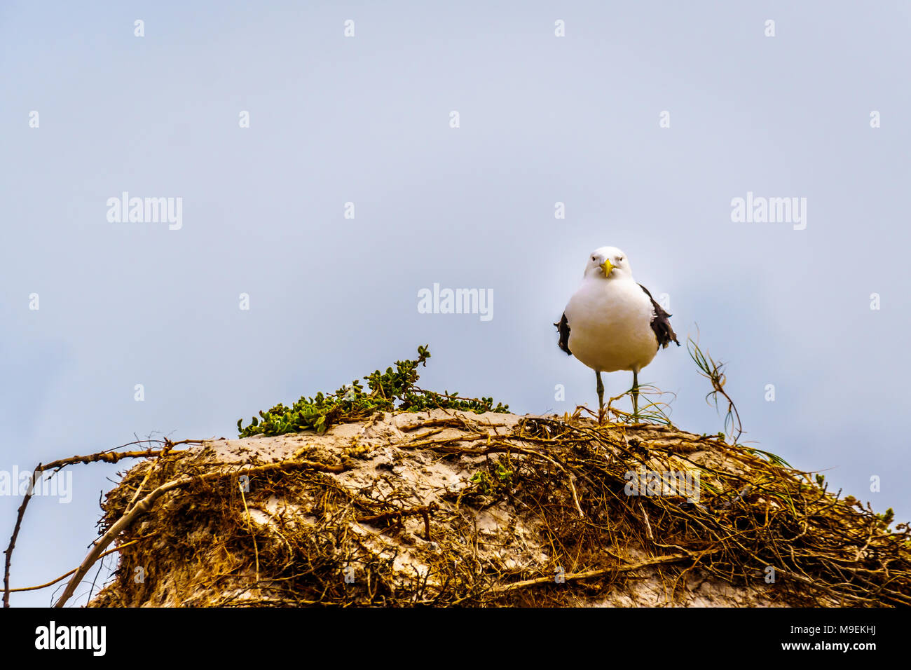 Seagulls at Strandfontein beach on Baden Powell Drive between Macassar and Muizenberg in the Western Cape near Cape Town Stock Photo