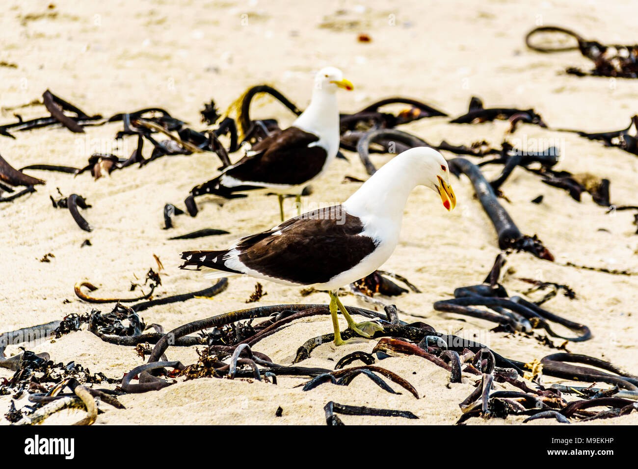 Seagulls at Strandfontein beach on Baden Powell Drive between Macassar