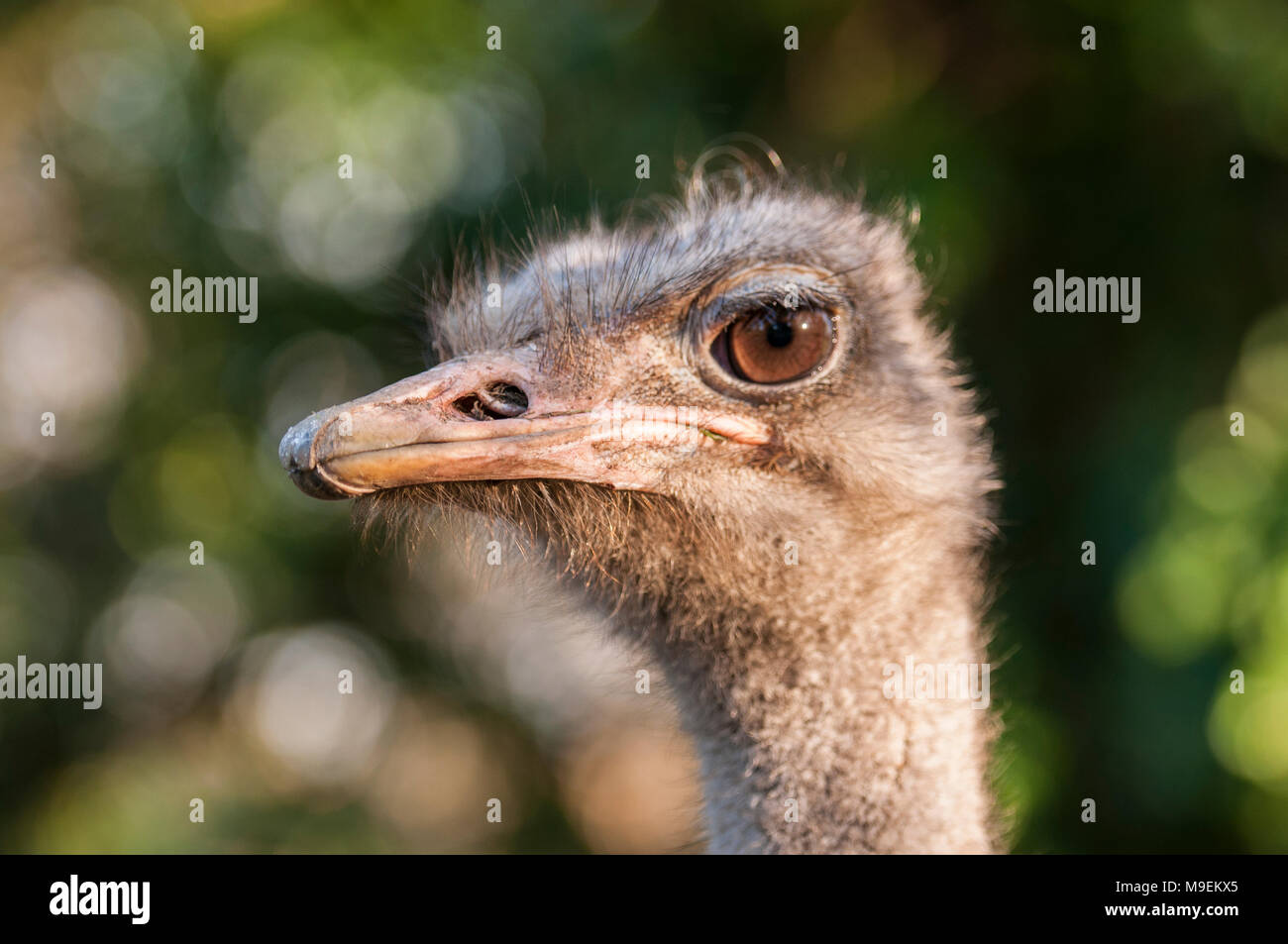 Ostrich head and beak Stock Photo