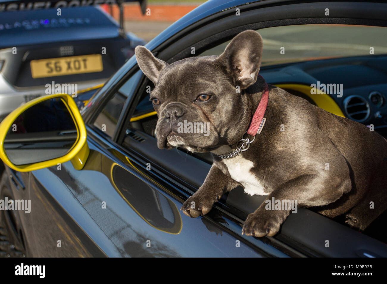 French bulldog looking out of moving car in Southport, Merseyside, UK March 2018.  UK Weather. Bright sunshine for Nort-West Supercar event as hundreds of cars and tourists arrive in the coastal resort on a warm spring day. Vogue a French Bulldog, also known as the Frenchie, a small breed of domestic dog enjoying the journey. Cars are bumper to bumper on the seafront esplanade as classic & vintage car enthusiasts take advantage of warm weather for a motoring day out. Credit: MediaWorldImages/Alamy Live News. Stock Photo