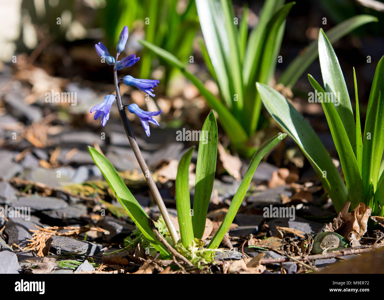 Common Bluebell Hyacinthoides non-scripta. A common bluebell flowering in a garden during spring in the UK Stock Photo