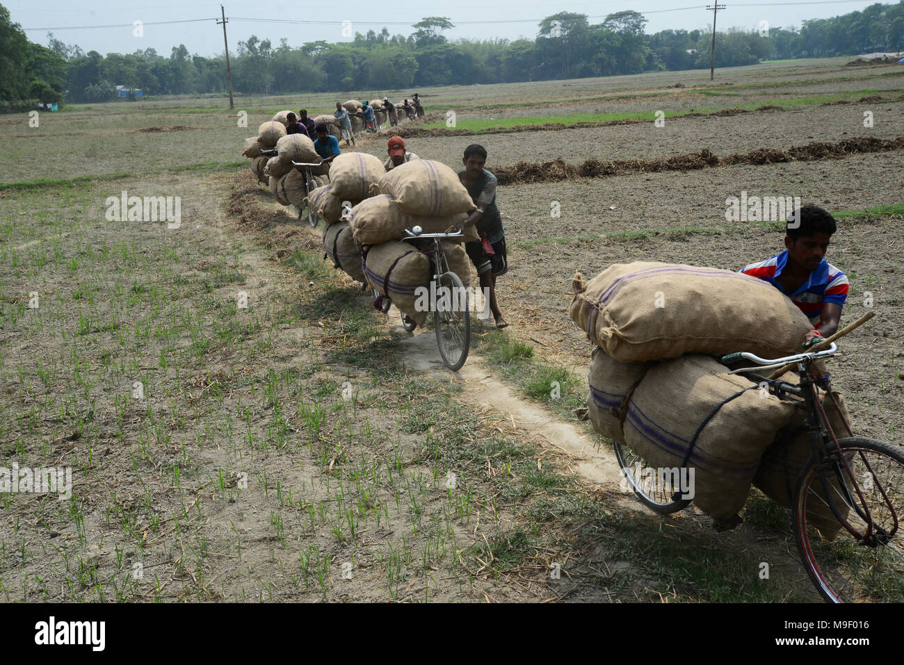 Dhaka, Bangladesh on March 24, 2018. Bangladeshi workers carry potato's bags by bicycle after harvesting potato from the fields in Munshiganj near Dhaka, Bangladesh on March 24, 2018 Credit: Mamunur Rashid/Alamy Live News Stock Photo