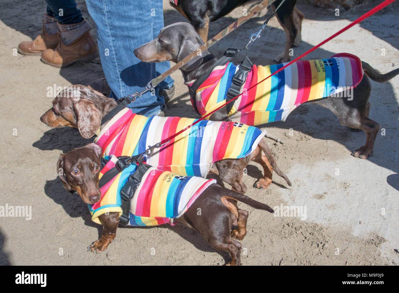 3 dacshunds wearing stripy coats Stock Photo
