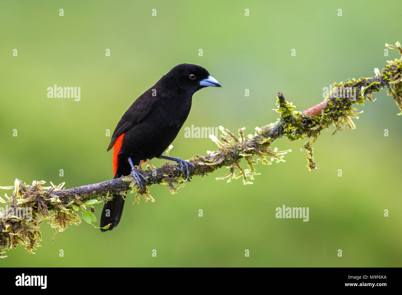 Scarlet-rumped Tanager - Ramphocelus passerinii, beatiful black and red tanager from Costa Rica forest. Stock Photo