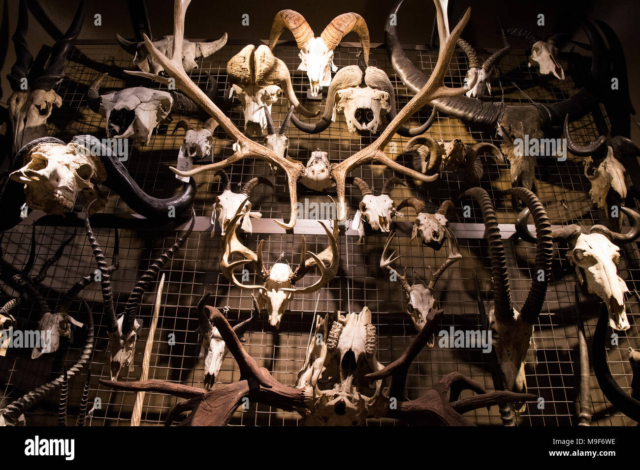Multiple Animal Skulls on Wall Stock Photo