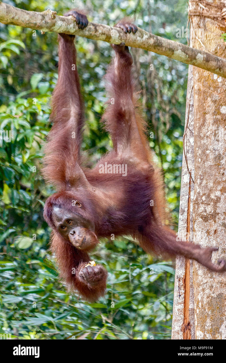 Just Hanging Around, Orang Utan, Sarawak, Malaysia Stock Photo