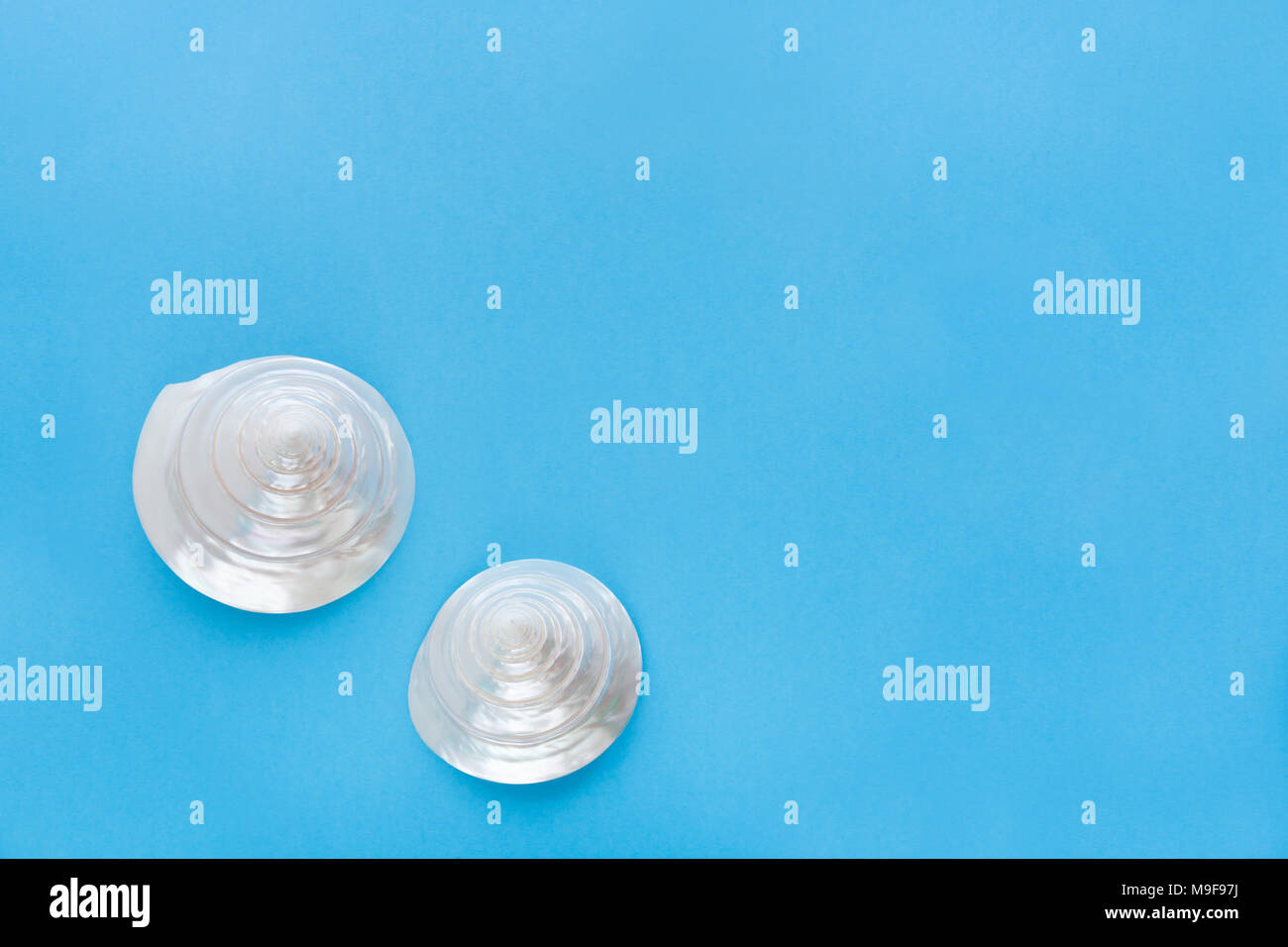 Pastel Minimalism Two White Pearly Shells On Blue Background Top View Stock Photo Alamy