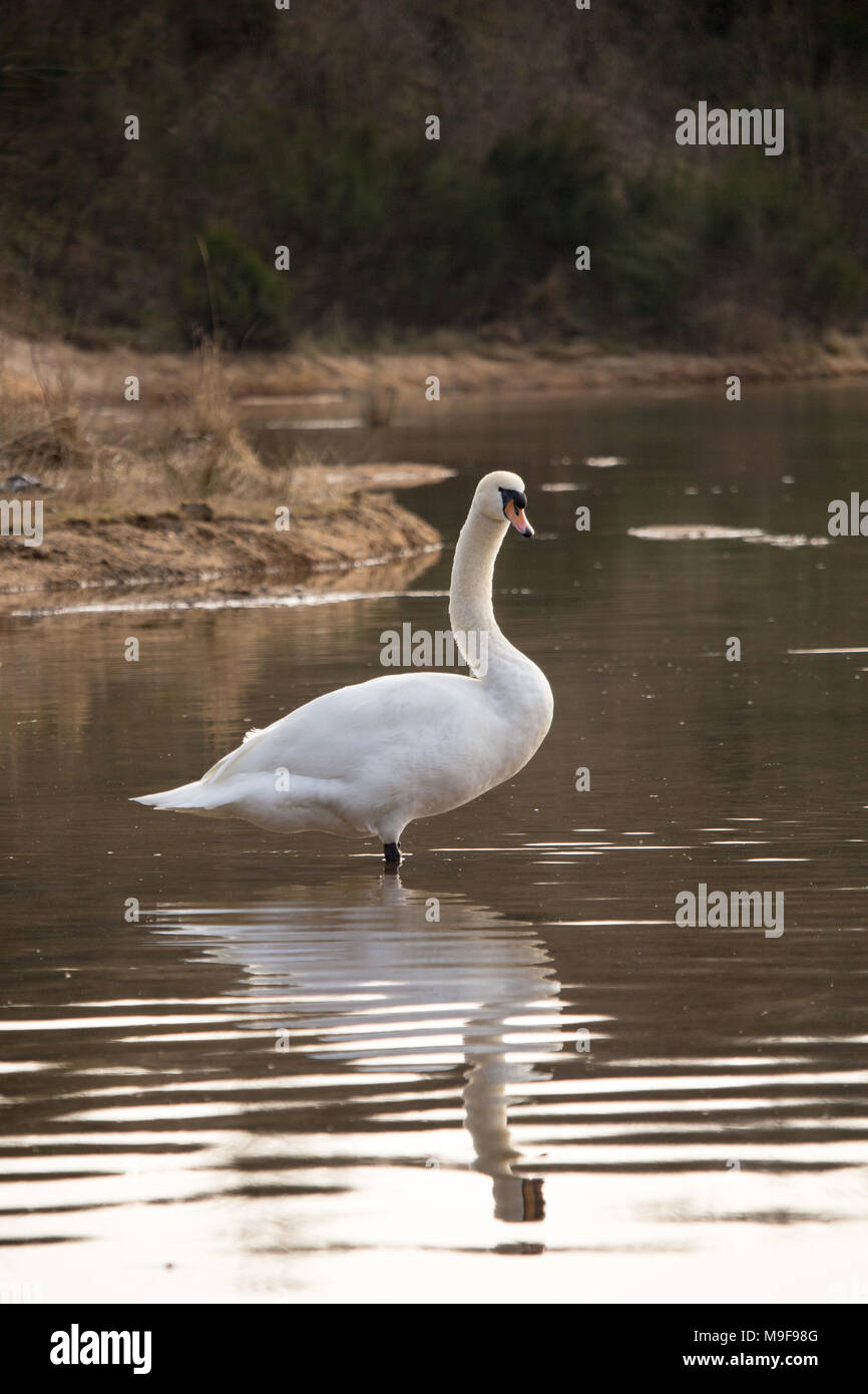 Swan standing in a pond Stock Photo - Alamy