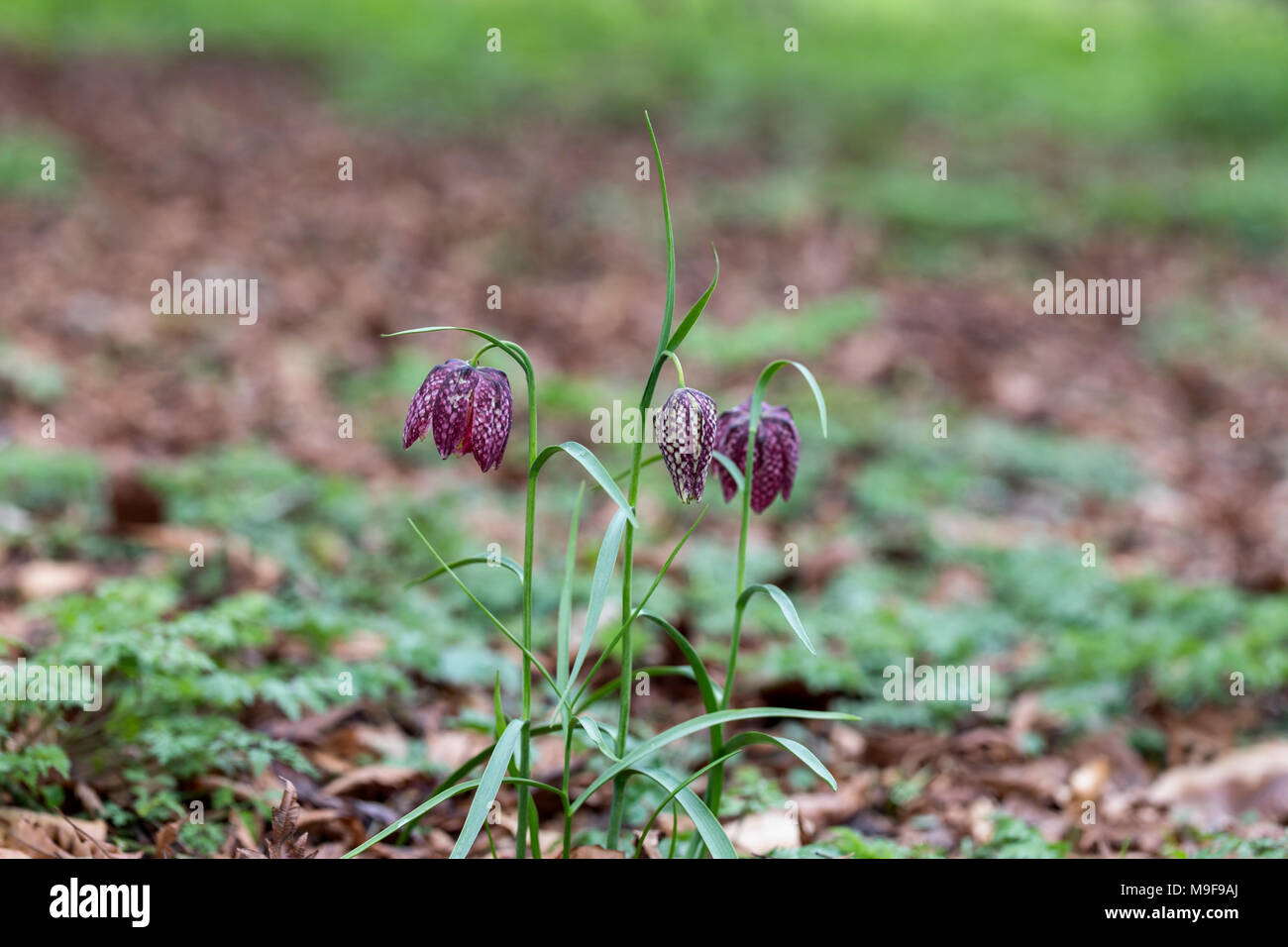 Close up of Snakeshead fritillary Fritillaria meleagris flowering in March in an English garden, UK Stock Photo