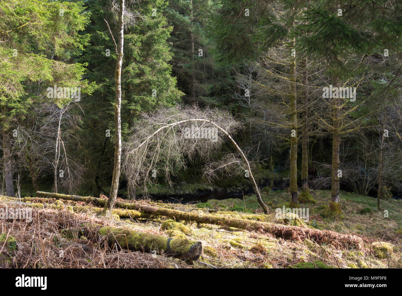 Bent over Silver Birch - Betula pendula - tree, Scotland, UK Stock Photo