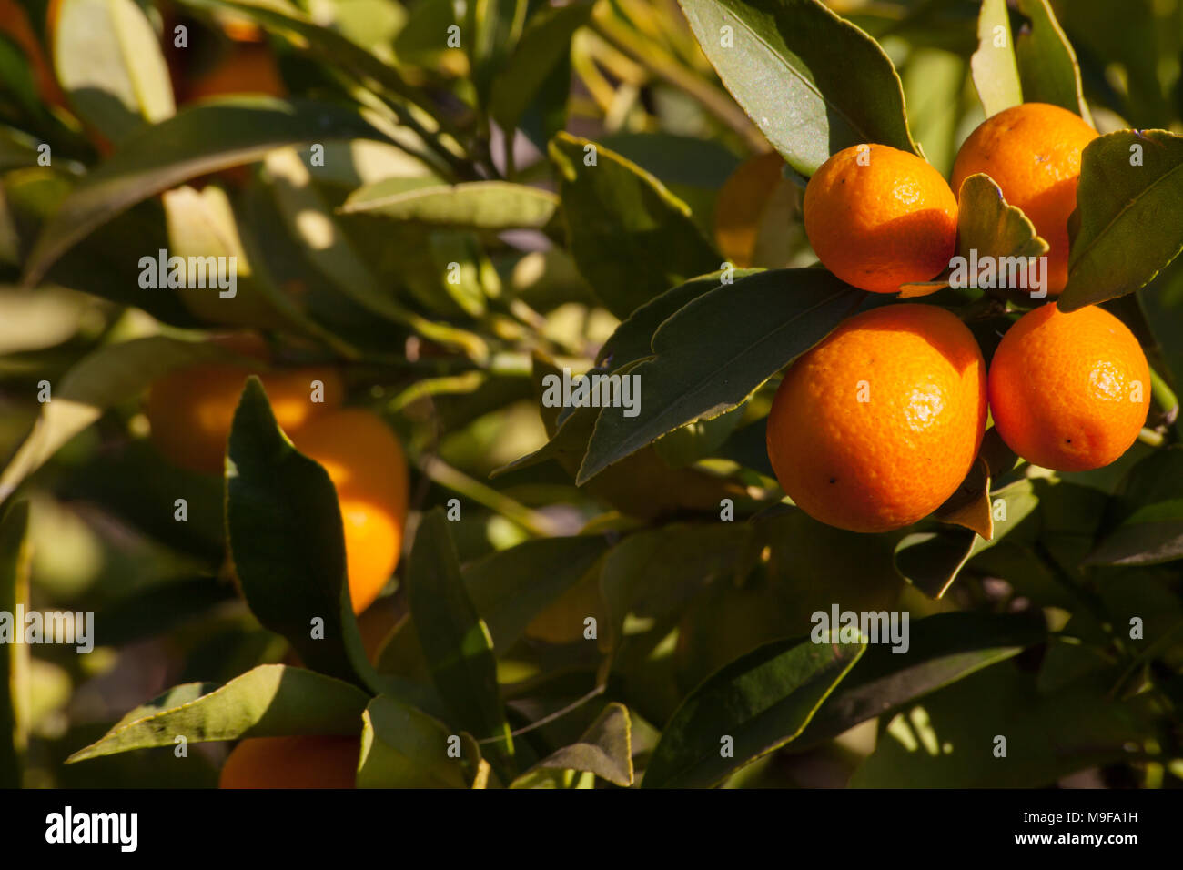 Kumquat (Citrus japonica) Stock Photo