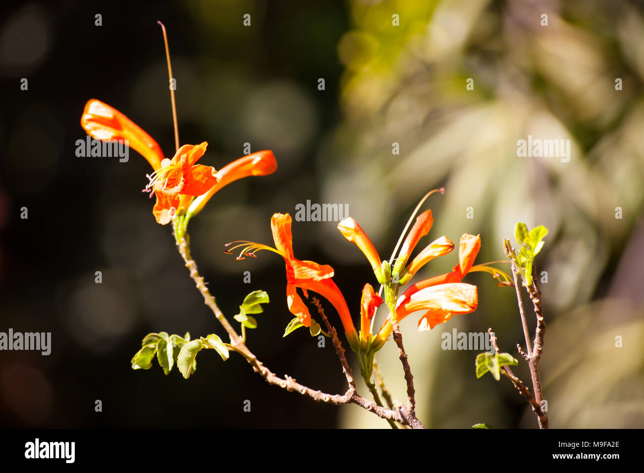 Cape Honeysuckle (Tecomaria capensis) Stock Photo