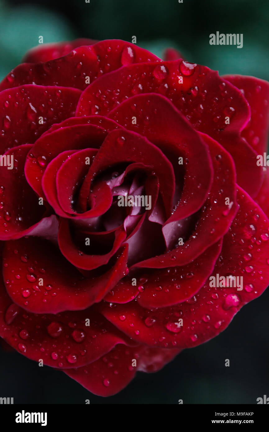 Macro image of dark red rose with water droplets. Extreme close-up with ...