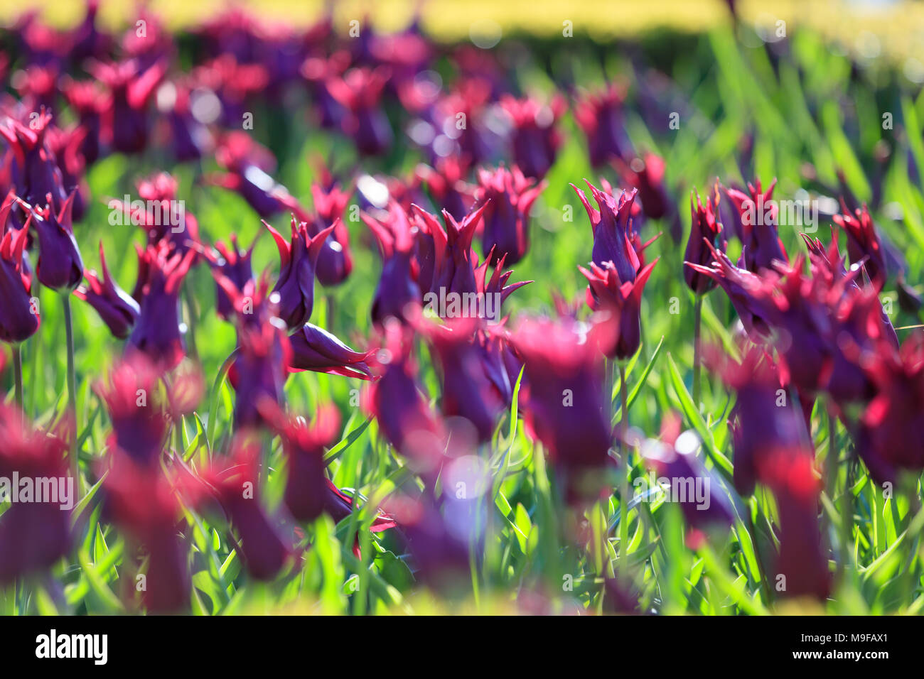 Colorful tulips of Netherlands Stock Photo - Alamy