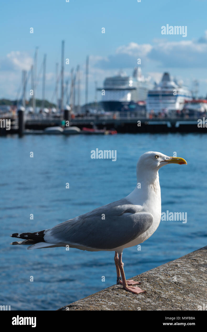 Sea gull at Kiel Habour, Kiel Fjord, Kiel, Schleswig-Holstein, Germany Stock Photo