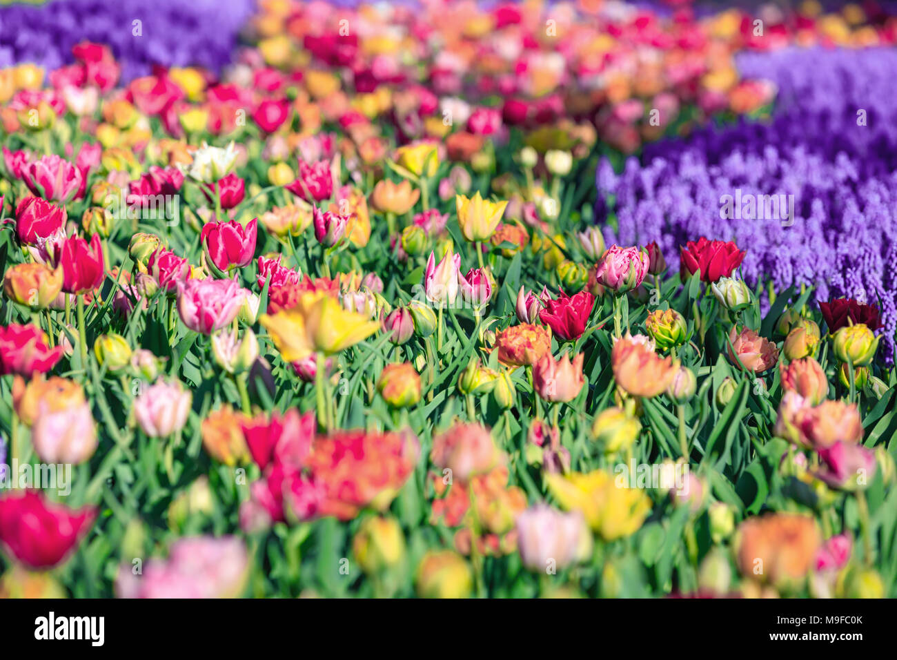 Colorful tulips of Netherlands Stock Photo - Alamy