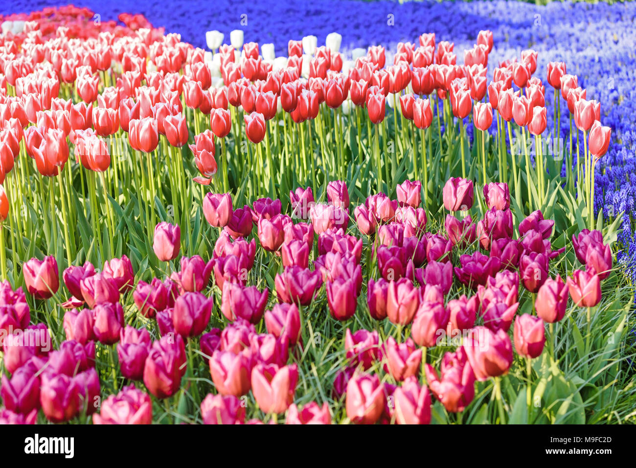 Colorful tulips of Netherlands Stock Photo - Alamy