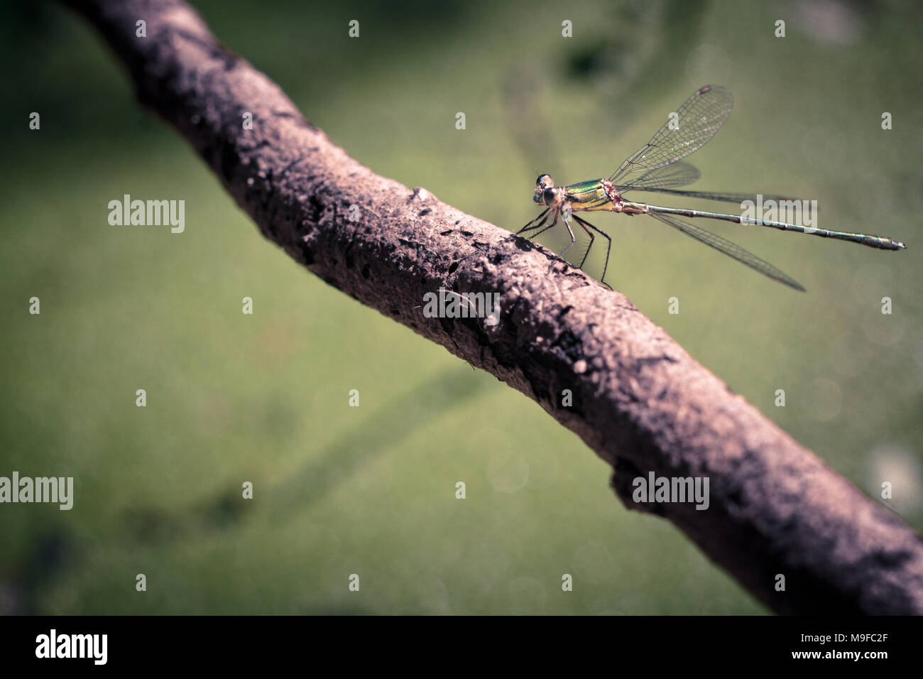Green black dragonfly close up hi-res stock photography and images - Alamy