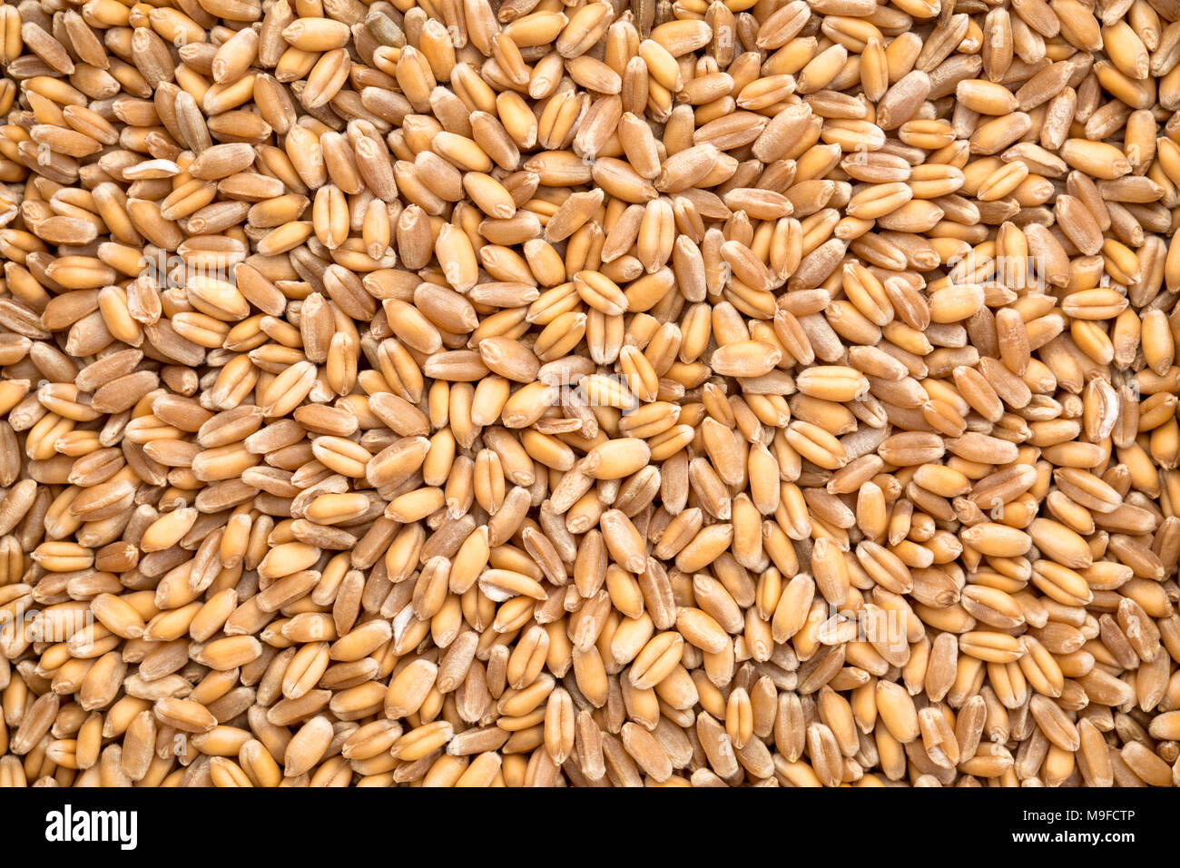 Hard red winter wheat