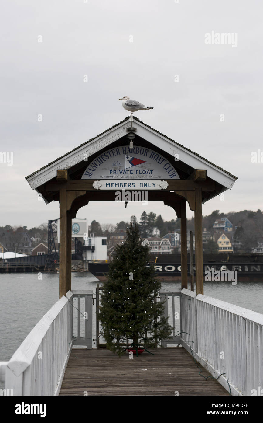 A herring gull sits on the Manchester Harbor Boat Club dock for Members Only in Manchester-by-the-Sea, Massachusetts, in winter. Stock Photo