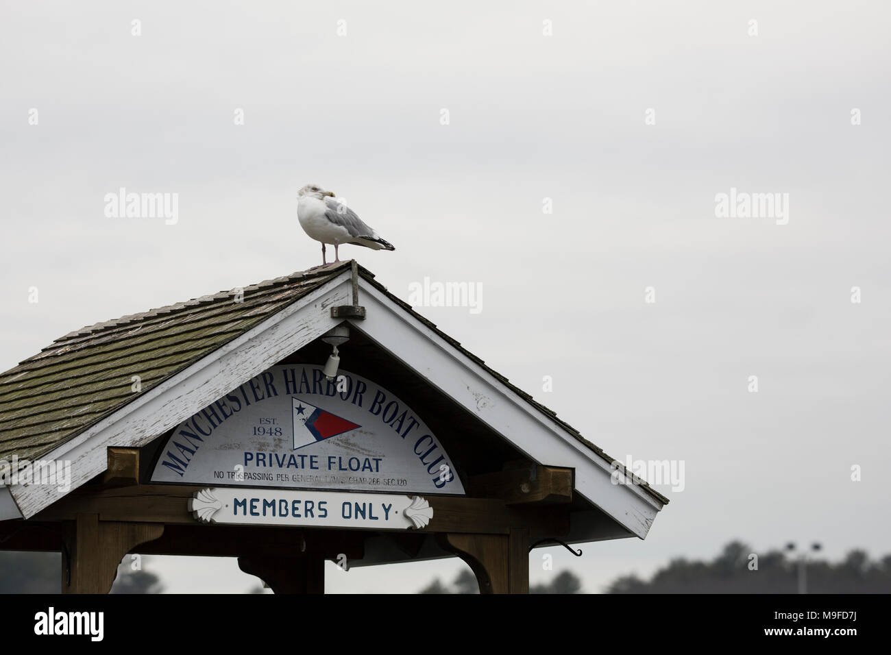 A herring gull sits on the Manchester Harbor Boat Club dock for Members Only in Manchester-by-the-Sea, Massachusetts, in winter. Stock Photo