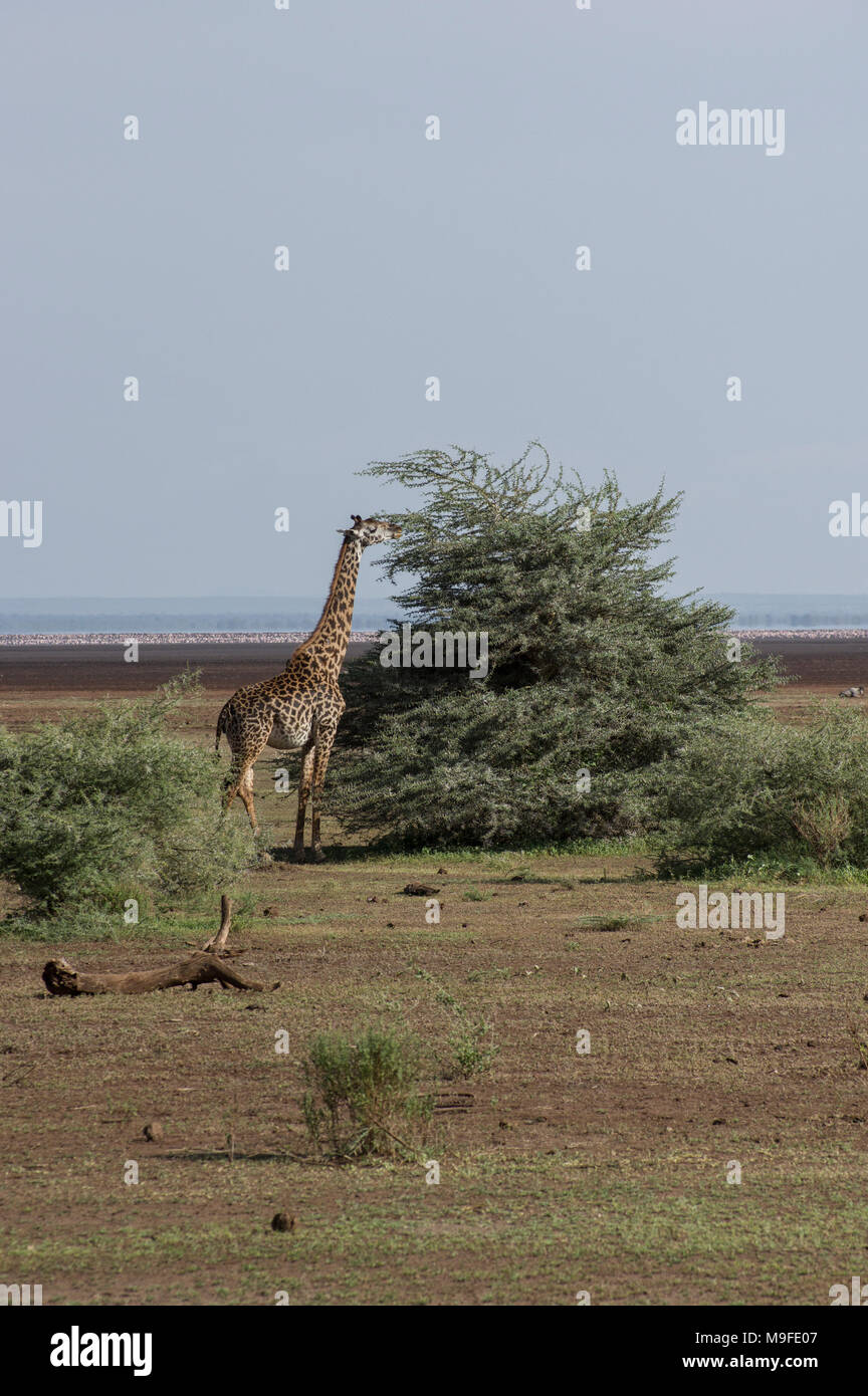 Masai giraffe giraffa camelopardalis tippelskirchi in the serengeti northern tanzania africa looking at a bush white cloudy sky Stock Photo
