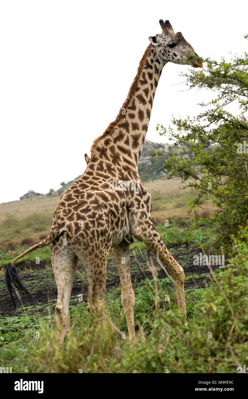 Masai giraffe giraffa camelopardalis tippelskirchi in the serengeti northern tanzania africa looking at a bush white cloudy sky Stock Photo