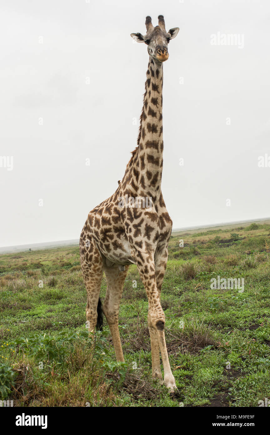 Masai giraffe giraffa camelopardalis tippelskirchi in the serengeti northern tanzania africa looking at a bush white cloudy sky Stock Photo