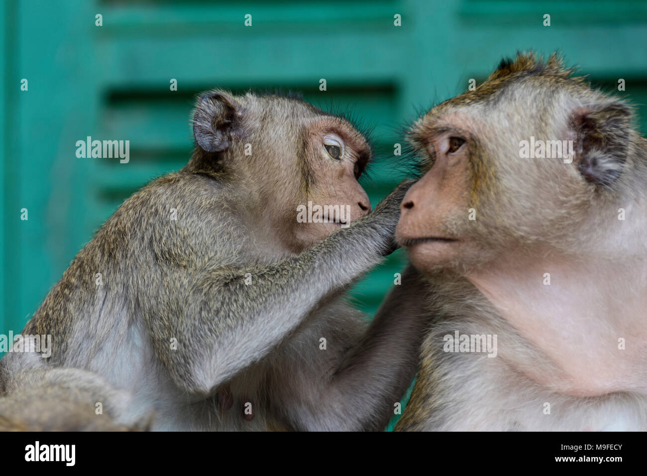 little monkey with his mother in front of a temple construction of wat leu sihanoukville cambodia Stock Photo