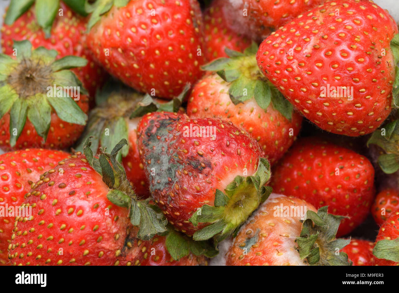 Rotten strawberry filled with thick mold. Stock Photo