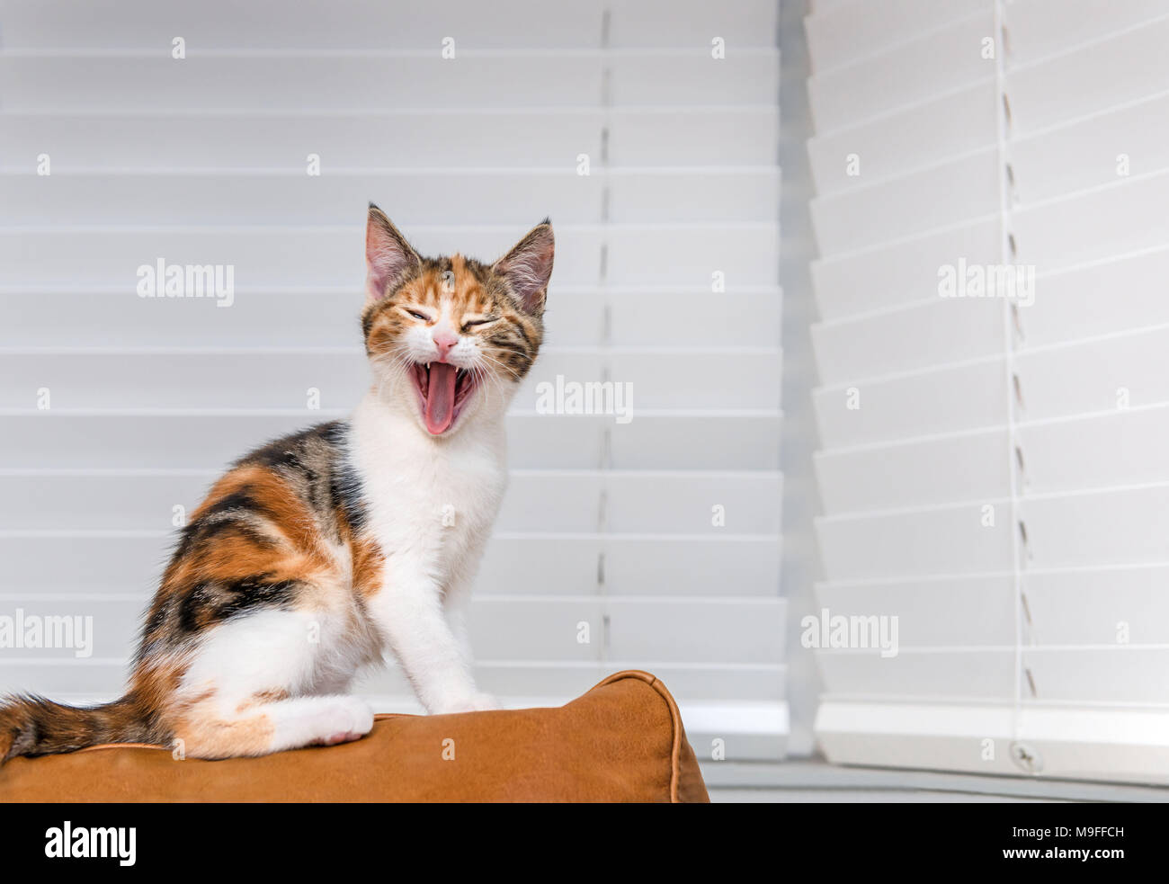 Laughing kitten sitting on the back of a sofa Stock Photo