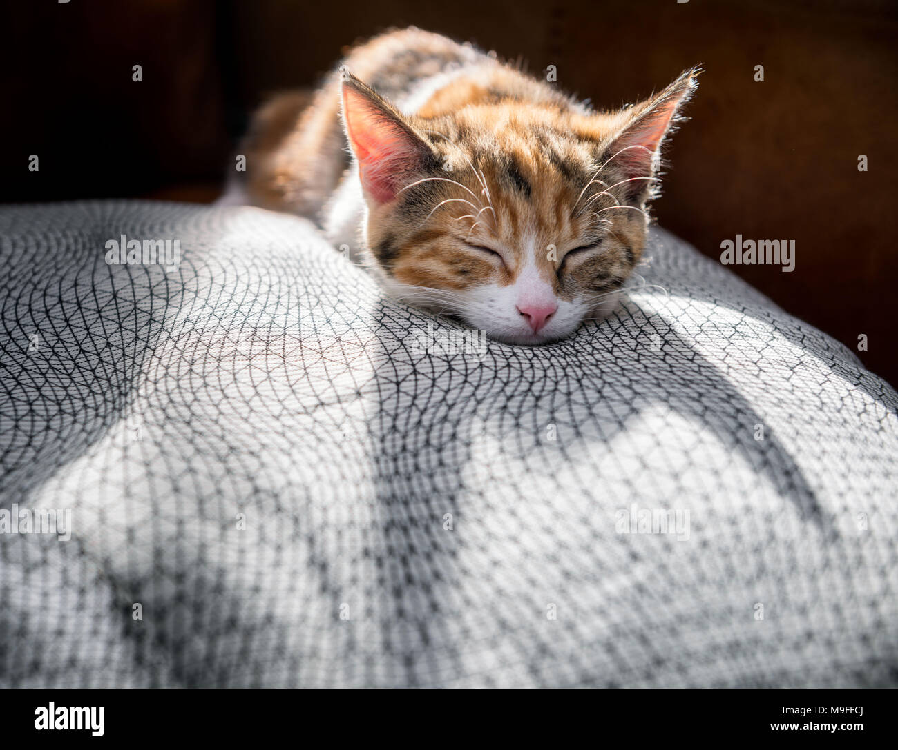 Cute backlit kitten sleeping on a luxurious cushion Stock Photo